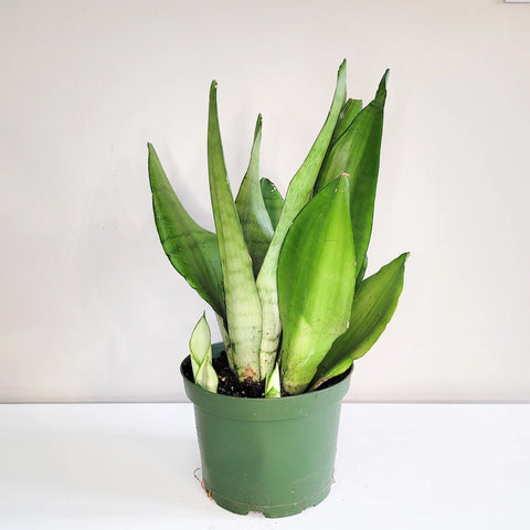 Sansevieria Moonshine