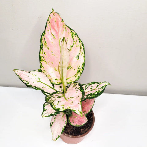Aglaonema Pink Beauty