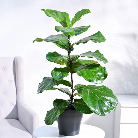 Fiddle Leaf Fig