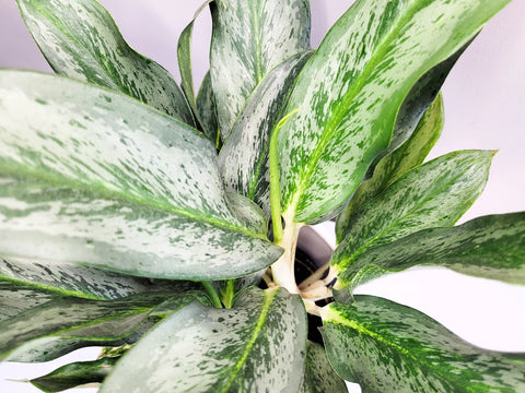 Aglaonema Commutatum - Electric Lime