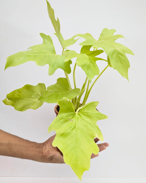 Philodendron Selloum Golden