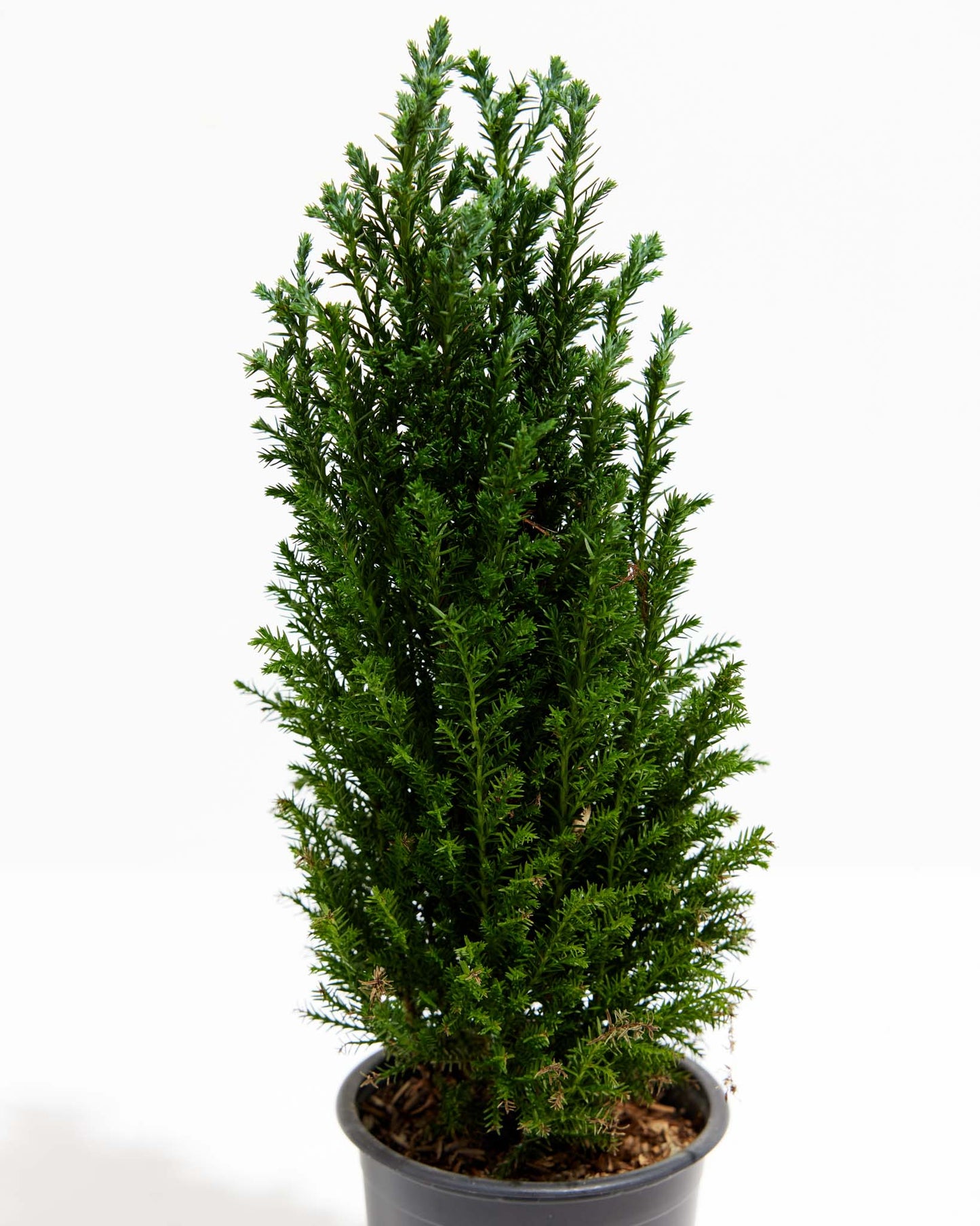 European Cypress