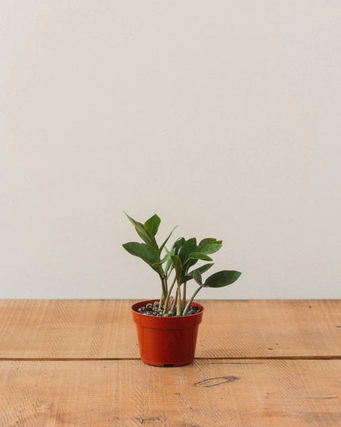 Dwarf ZZ Plant