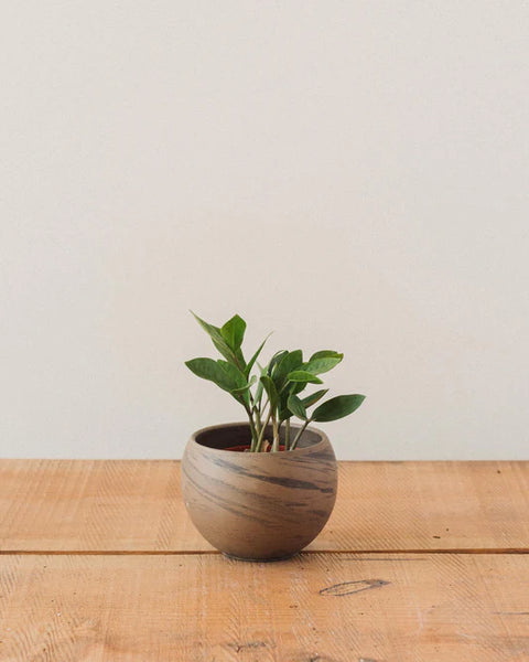Dwarf ZZ Plant