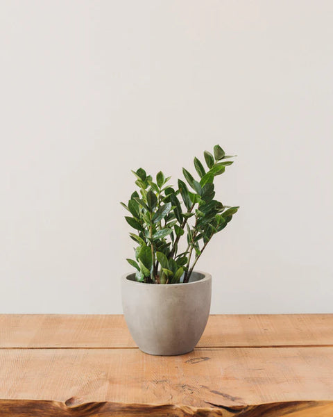 Zamioculcas Zamiifolia (ZZ Plant)