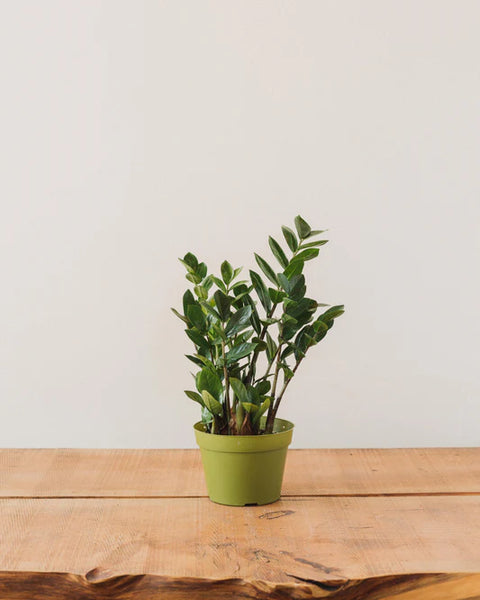 Zamioculcas Zamiifolia (ZZ Plant)