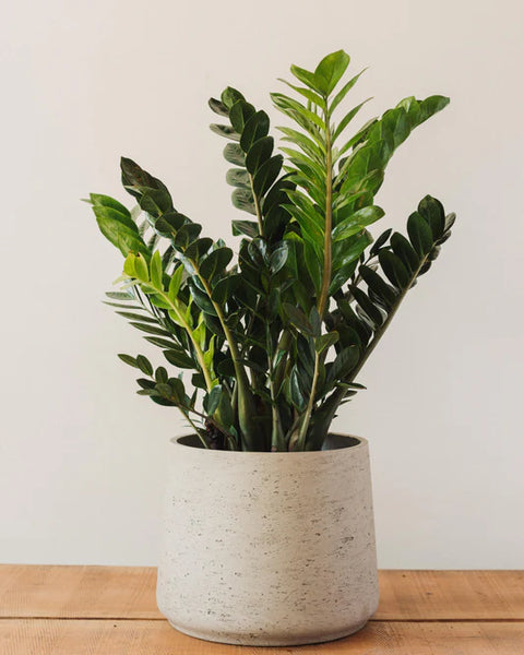 Zamioculcas Zamiifolia (ZZ Plant)