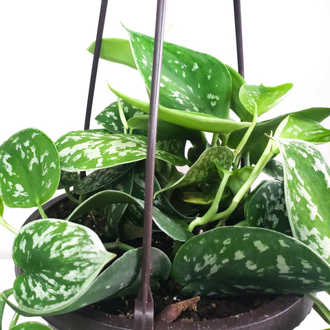 Money Plant Satin - Scindapsus Pictus Argyraeus