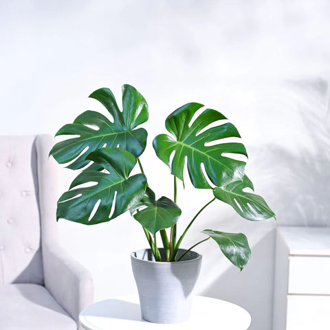 Monstera Deliciosa