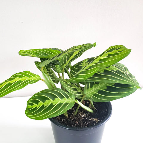 Maranta Leuconeura - Lemon Lime Prayer