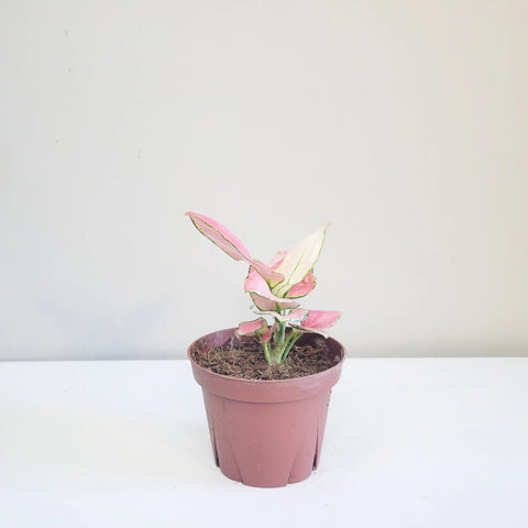 Aglaonema Pink Beauty