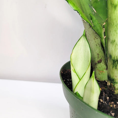 Sansevieria Moonshine