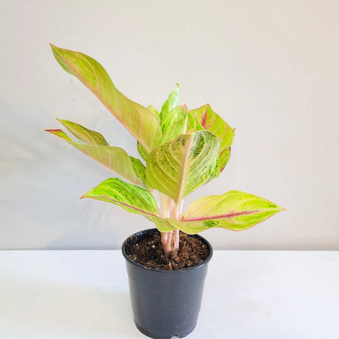 Aglaonema Commutatum - Golden Papaya