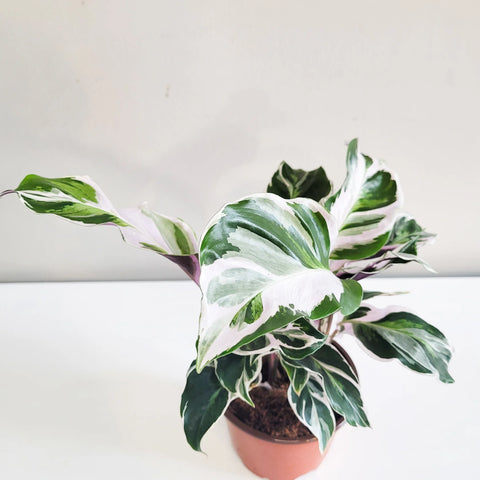 Calathea Lietzei - White Fusion