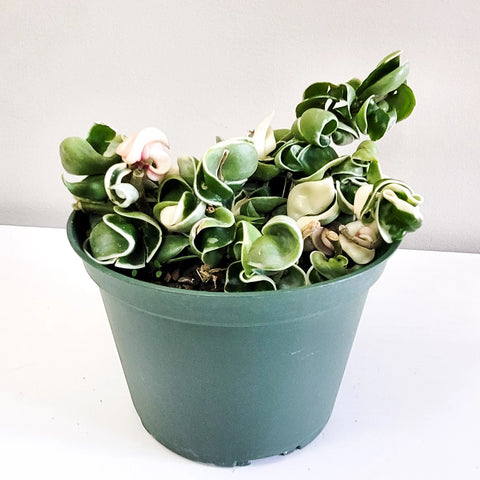 Hoya Carnosa Compacta - Hindu Rope