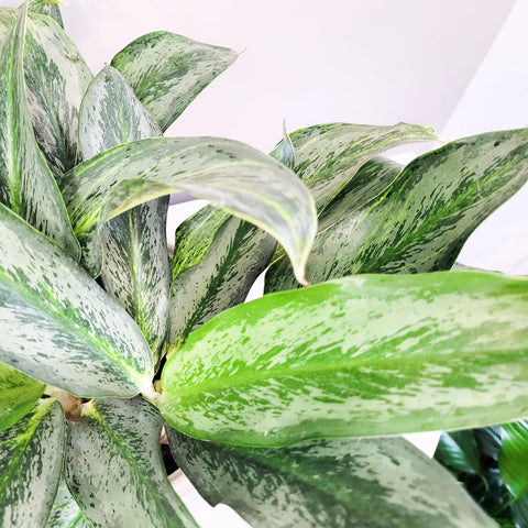 Aglaonema Commutatum - Electric Lime