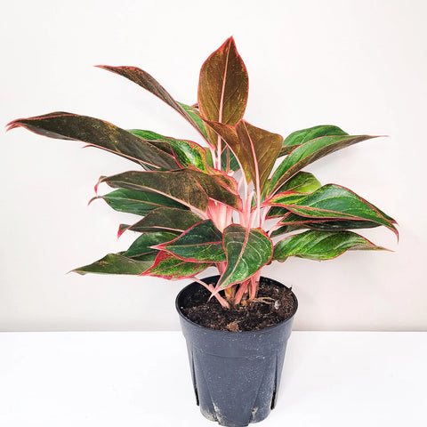 Aglaonema Siam Aurora