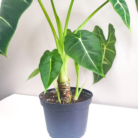 Alocasia Micholitziana - Frydek