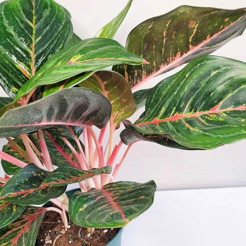 Aglaonema Commutatum - Rubi
