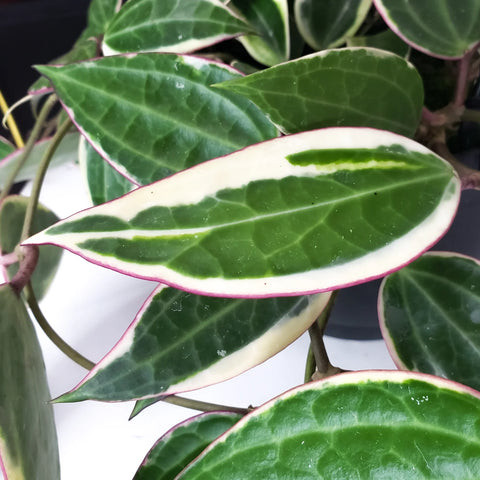 Hoya Latifolia Variegata