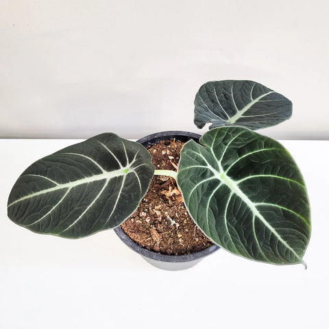 Alocasia Reginula - Black Velvet