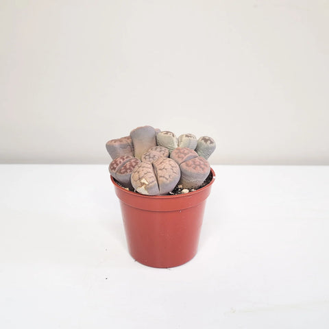 Lithops Fulviceps - Living Stones