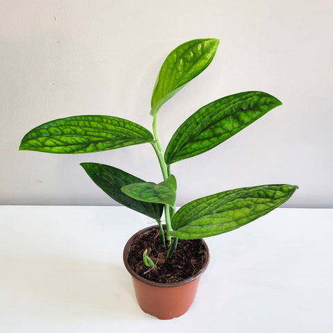 Monstera Karstenianum - Peru