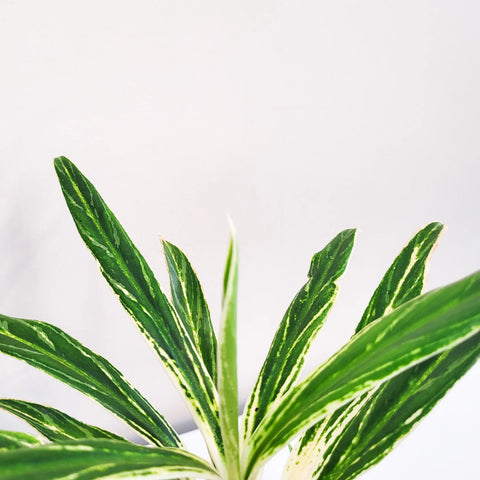 Aglaonema Commutatum - Rice