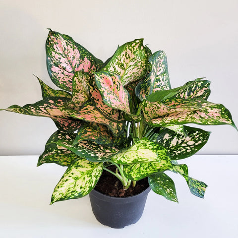 Aglaonema Commutatum - Valentine