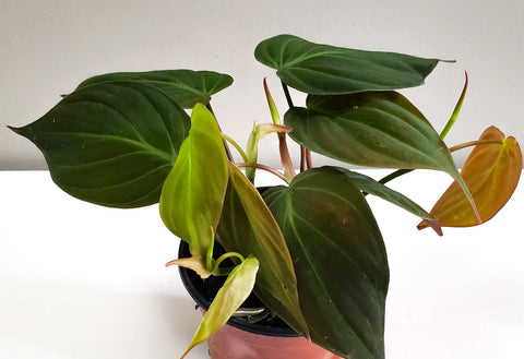 Philodendron Micans