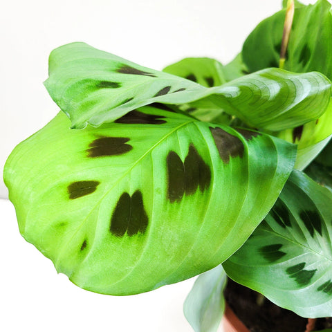 Maranta Leuconeura - Green Prayer