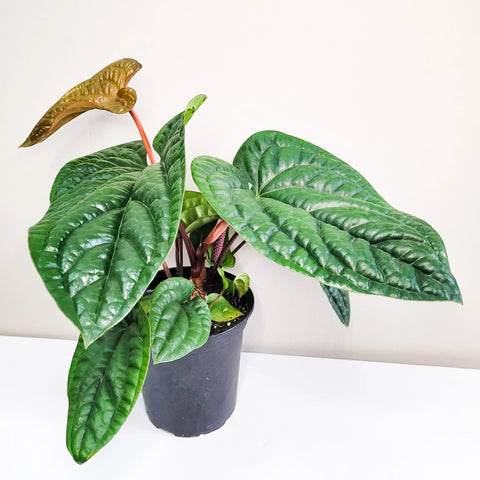 Anthurium Radicans x Luxirians