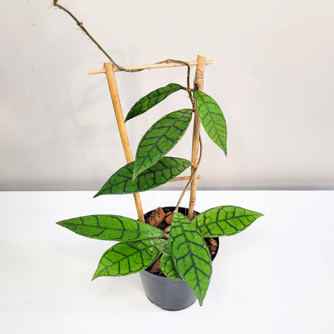 Hoya Callistophylla