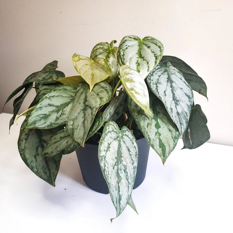 Philodendron Brandtianum - Brandi
