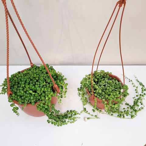 String of Pearls