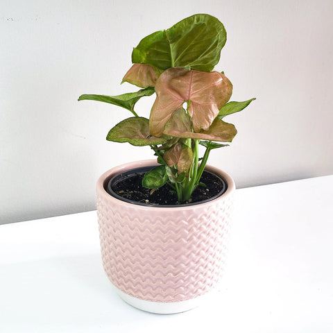 Syngonium Pink