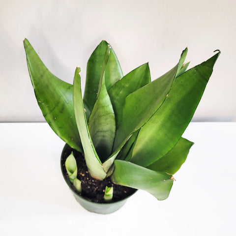 Sansevieria Moonshine