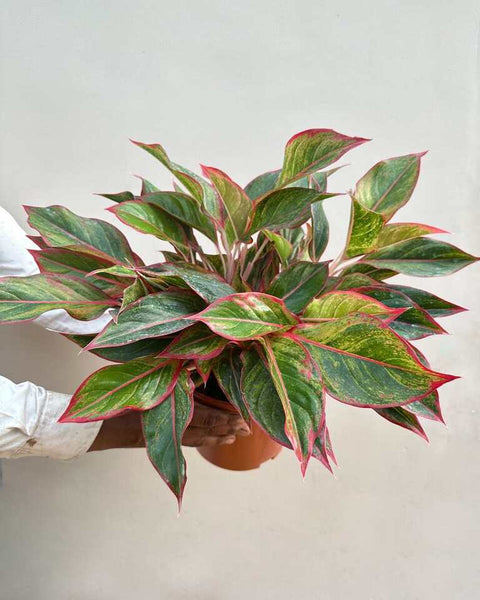 Aglaonema Siam Aurora