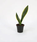 Sansevieria Futura Superba