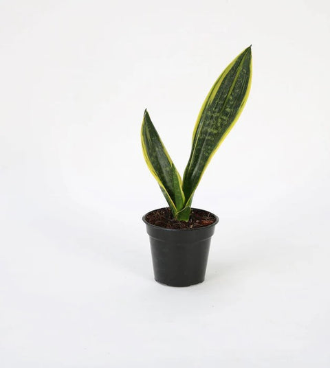 Sansevieria Futura Superba