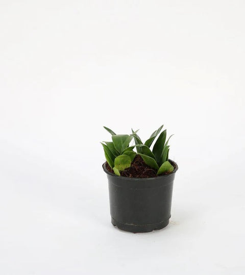 Dwarf ZZ Plant