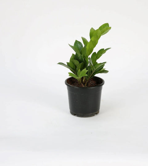 Dwarf ZZ Plant
