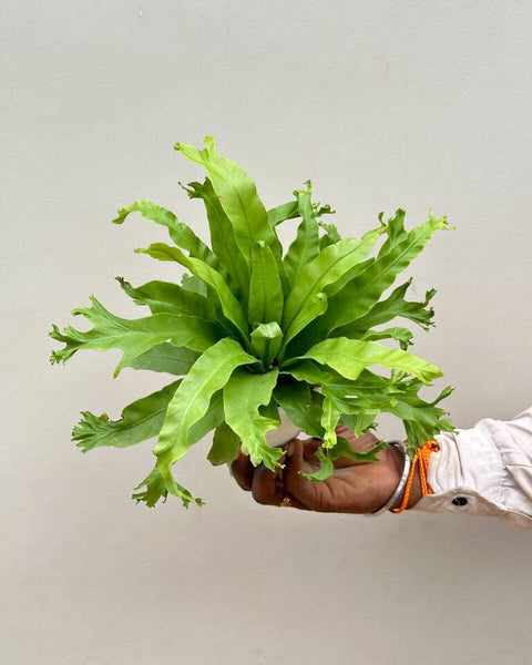 Fish Tail Fern