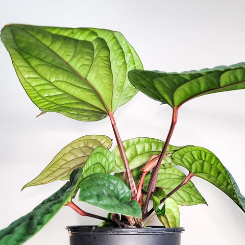 Anthurium Radicans x Luxirians