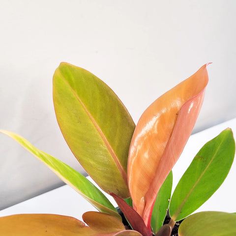 Philodendron Prince of Orange