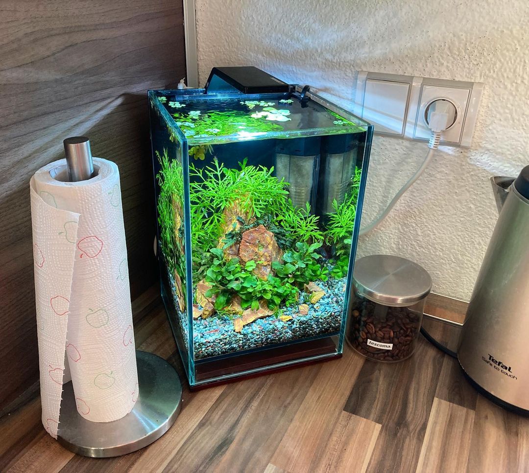 Aquarium Setup & Maintenance