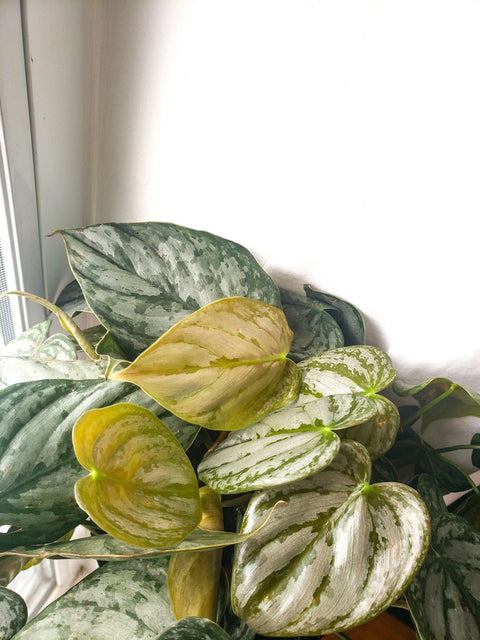 Philodendron Brandtianum - Brandi
