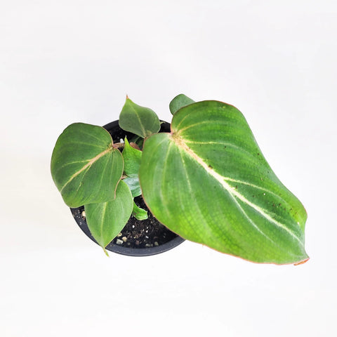 Philodendron Gloriosum