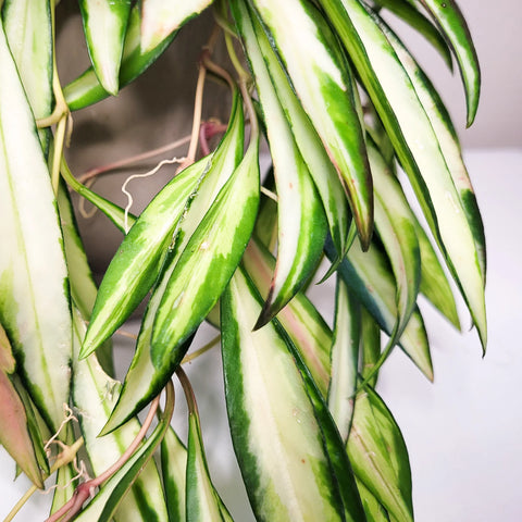 Hoya Wayetti Variegata