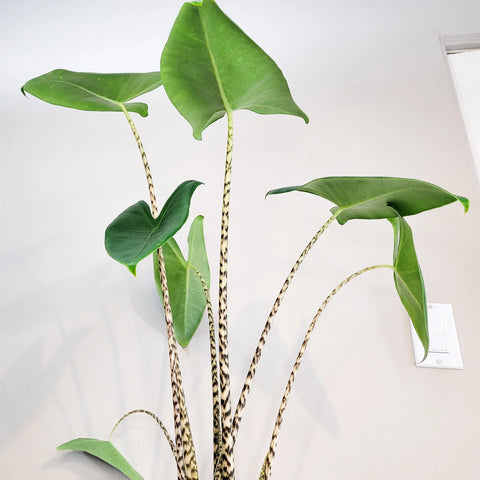 Alocasia Zebrina